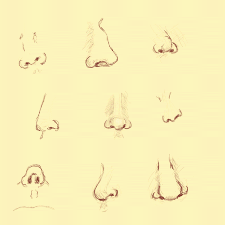 Nose study / Day 4